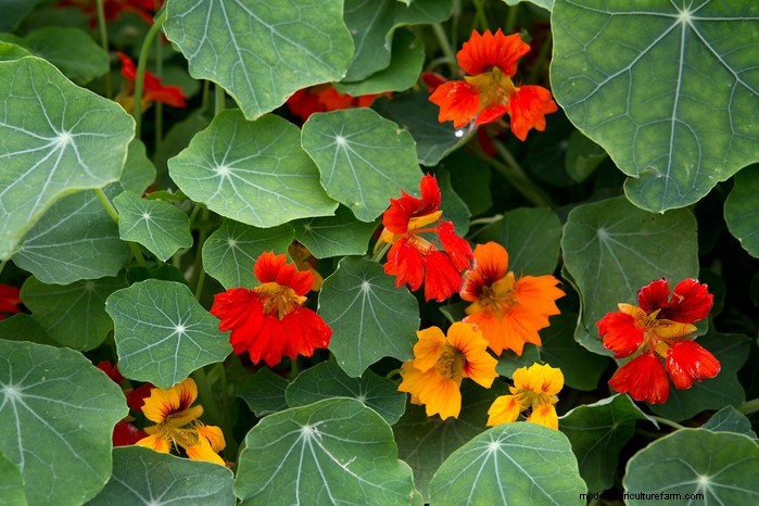 Hur man växer och tar hand om nasturtiums:En komplett guide 