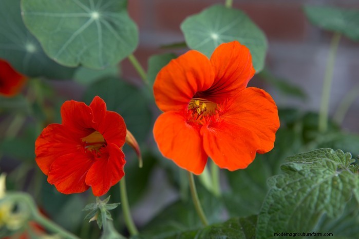 Hur man växer och tar hand om nasturtiums:En komplett guide 