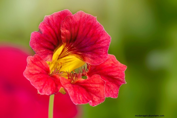 Hur man växer och tar hand om nasturtiums:En komplett guide 