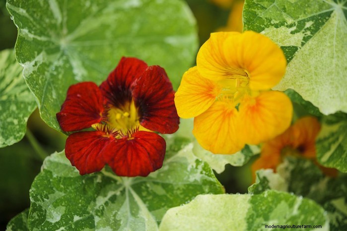 Hur man växer och tar hand om nasturtiums:En komplett guide 