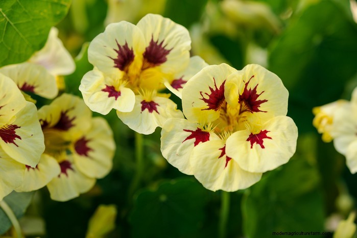 Hur man växer och tar hand om nasturtiums:En komplett guide 