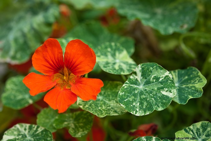 Hur man växer och tar hand om nasturtiums:En komplett guide 