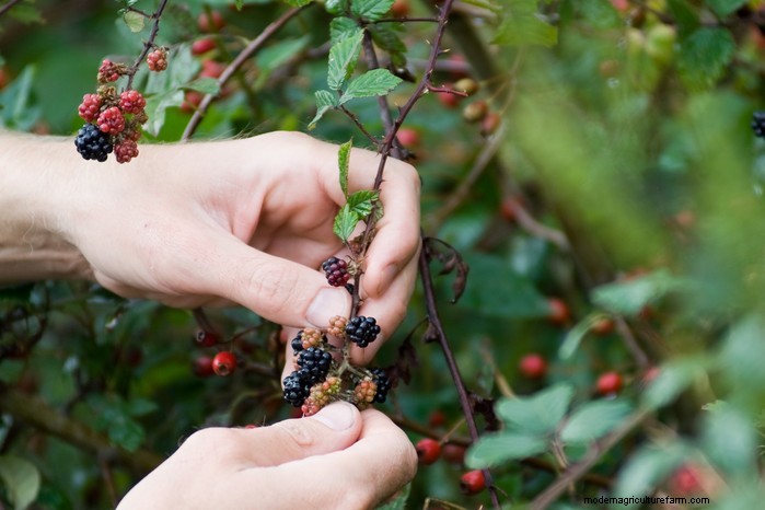 Comment faire pousser des mûres :conseils d experts pour des rendements élevés dans de petits espaces 