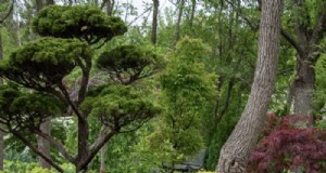 見事な森林庭園のための質感豊かな植栽計画 