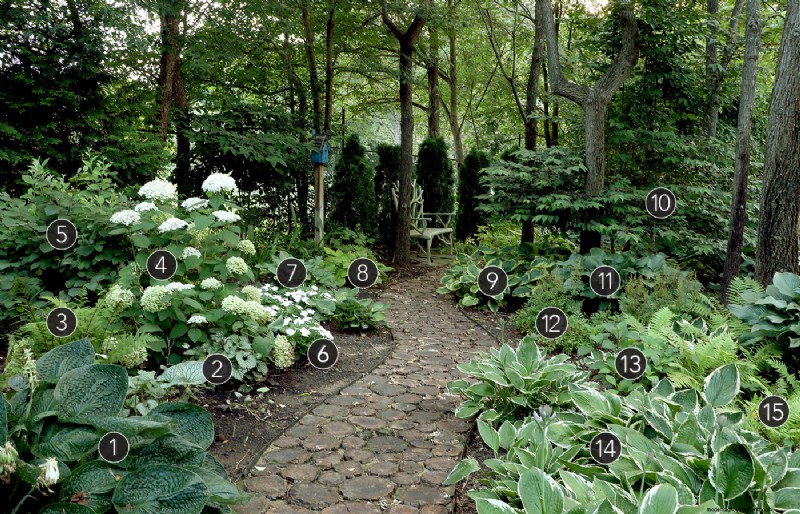 Plans de plantation riches en texture pour un superbe jardin boisé 