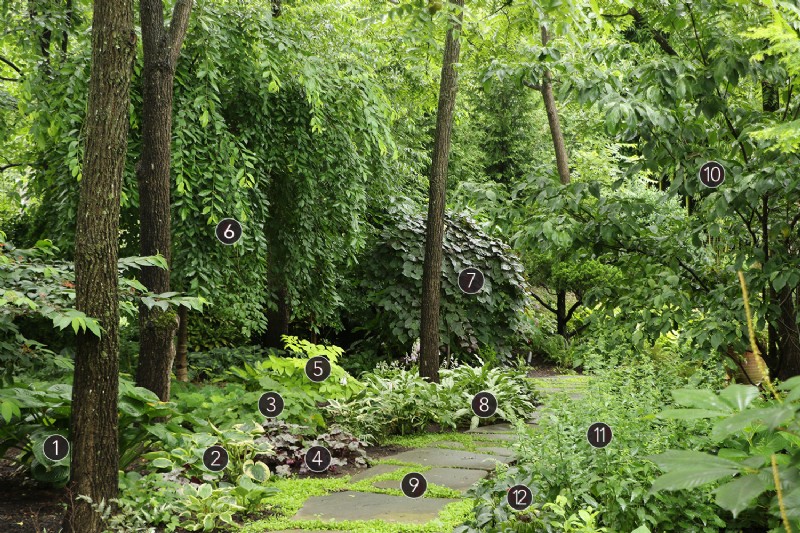 Plans de plantation riches en texture pour un superbe jardin boisé 