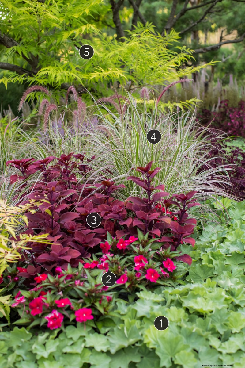 Revitaliser les jardins matures :trois schémas de plantation éprouvés 