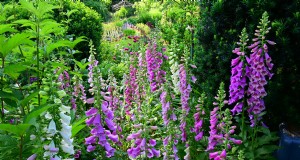 Jardim de Tingshu:flores vibrantes e de baixa manutenção para o verão 