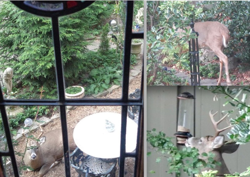 Taman Pittsburgh Berusia 14 Tahun milik Sue &Marshall Goodwin:Suaka Ketahanan dan Keindahan 