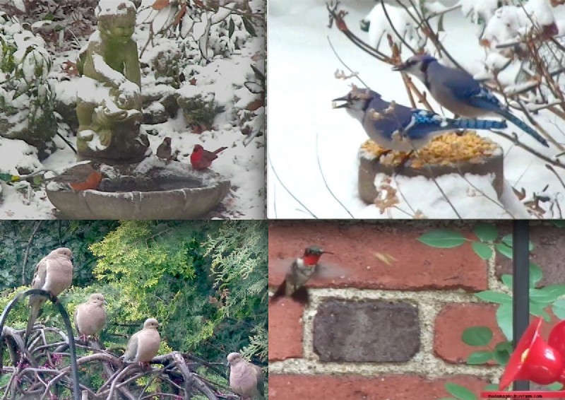 Taman Pittsburgh Berusia 14 Tahun milik Sue &Marshall Goodwin:Suaka Ketahanan dan Keindahan 