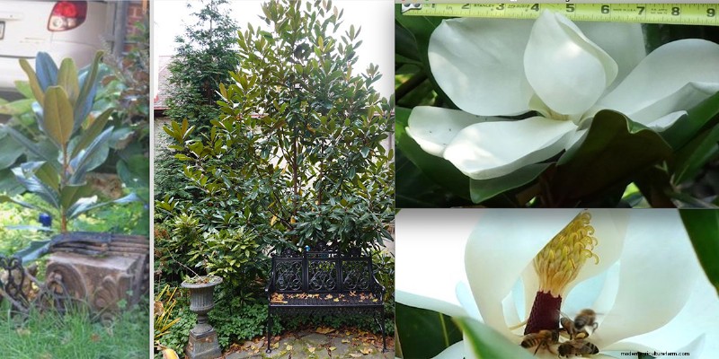 Taman Pittsburgh Berusia 14 Tahun milik Sue &Marshall Goodwin:Suaka Ketahanan dan Keindahan 