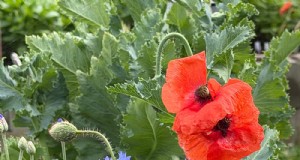 Cortney s Cottage Garden:un oasi del Kentucky dal fascino vintage e dalle fioriture stagionali 
