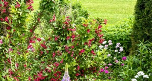 Carol Gibson s Cottage Garden:En 20-årig transformation i Quarryville, PA 