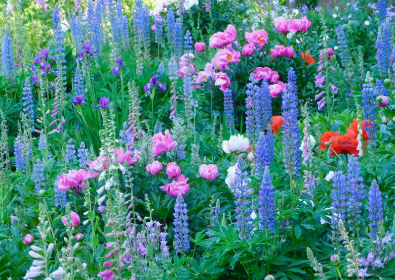 Penguasaan Warna Berkelanjutan Heidi Weirether di Connecticut Gardens Akhir Mei