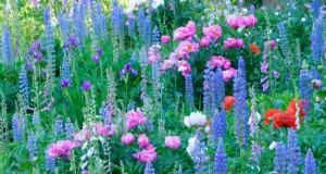 Het voortdurende kleurmeesterschap van Heidi Weirether in de Connecticut Gardens van eind mei 
