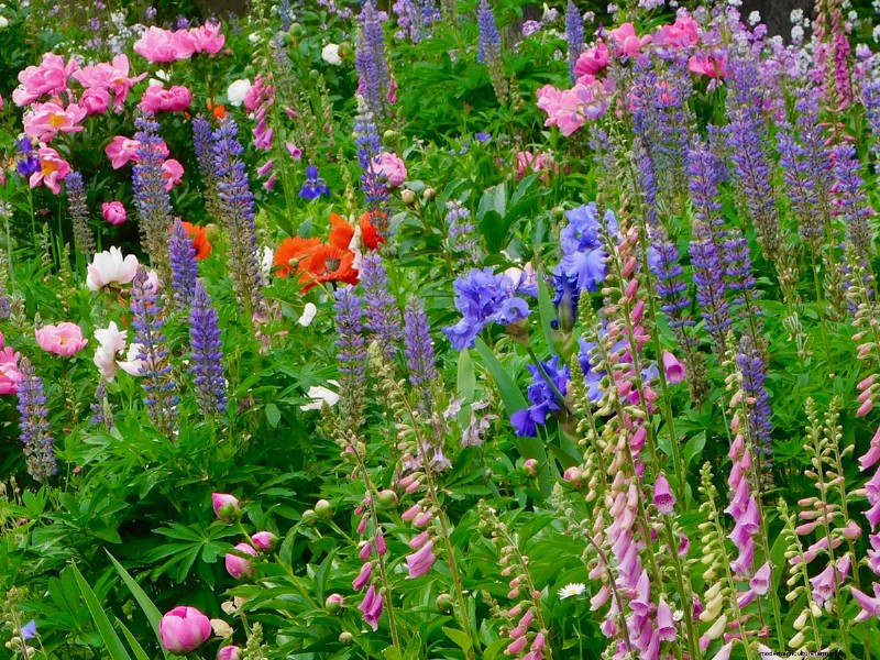 Penguasaan Warna Berkelanjutan Heidi Weirether di Connecticut Gardens Akhir Mei