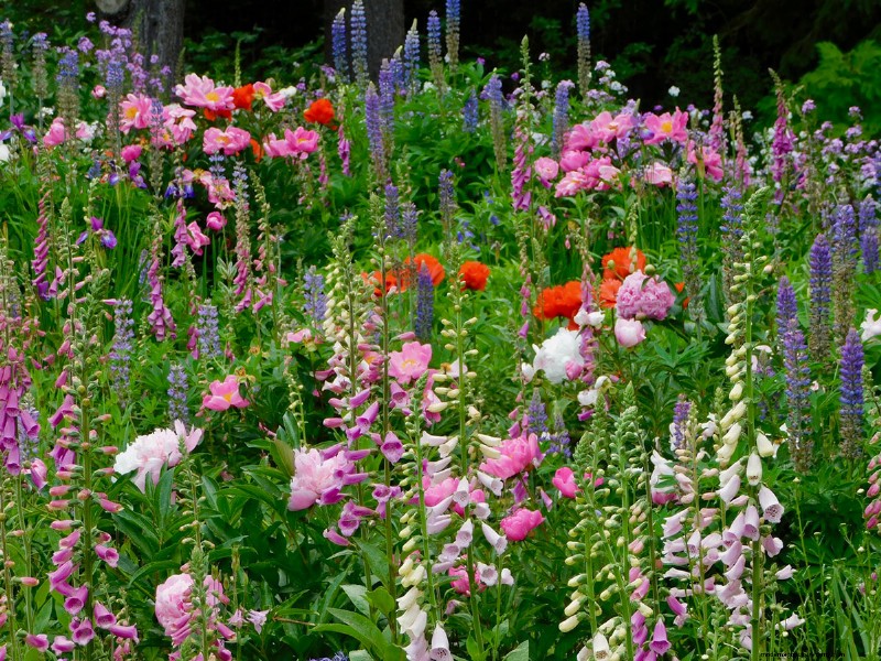 Penguasaan Warna Berkelanjutan Heidi Weirether di Connecticut Gardens Akhir Mei