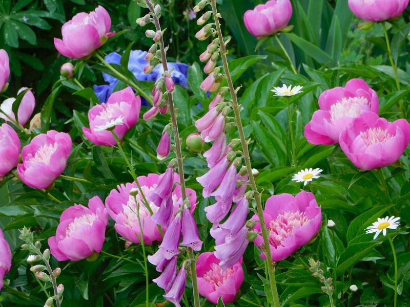 Penguasaan Warna Berkelanjutan Heidi Weirether di Connecticut Gardens Akhir Mei