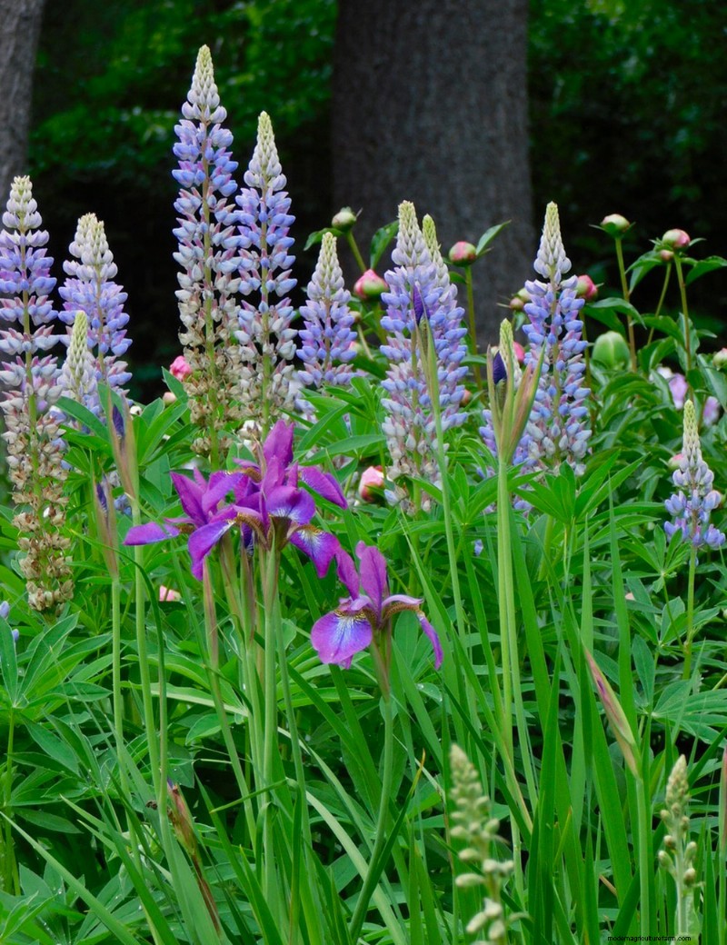 Penguasaan Warna Berkelanjutan Heidi Weirether di Connecticut Gardens Akhir Mei