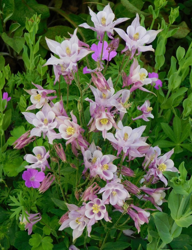 Penguasaan Warna Berkelanjutan Heidi Weirether di Connecticut Gardens Akhir Mei
