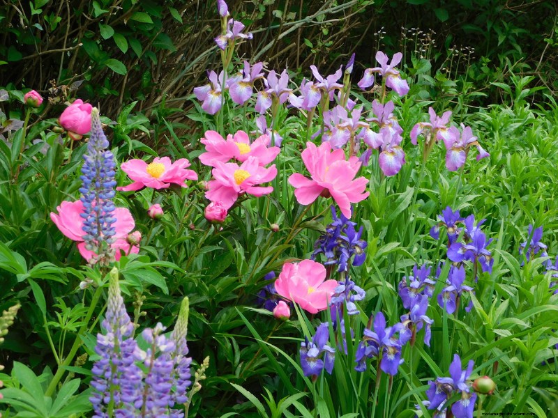 Penguasaan Warna Berkelanjutan Heidi Weirether di Connecticut Gardens Akhir Mei
