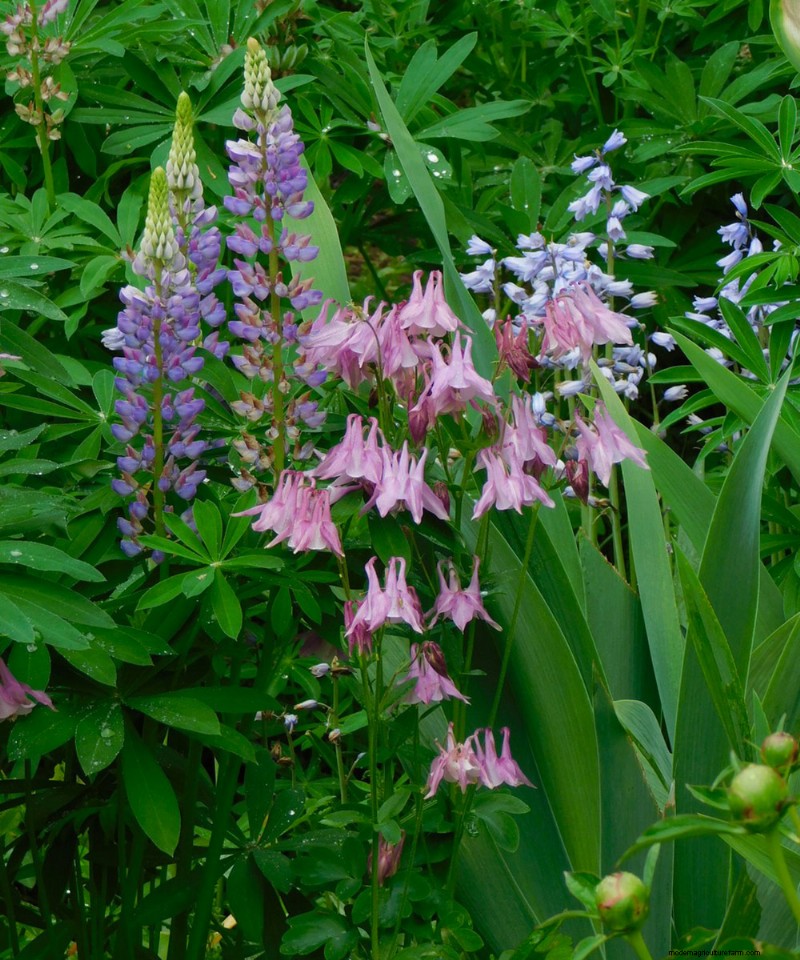 Penguasaan Warna Berkelanjutan Heidi Weirether di Connecticut Gardens Akhir Mei