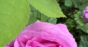 Carla Zambelli Mudry’s Rose Collection in Pennsylvania