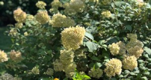 El vibrante jardín de Jeffrey Connors en Coventry, Connecticut 