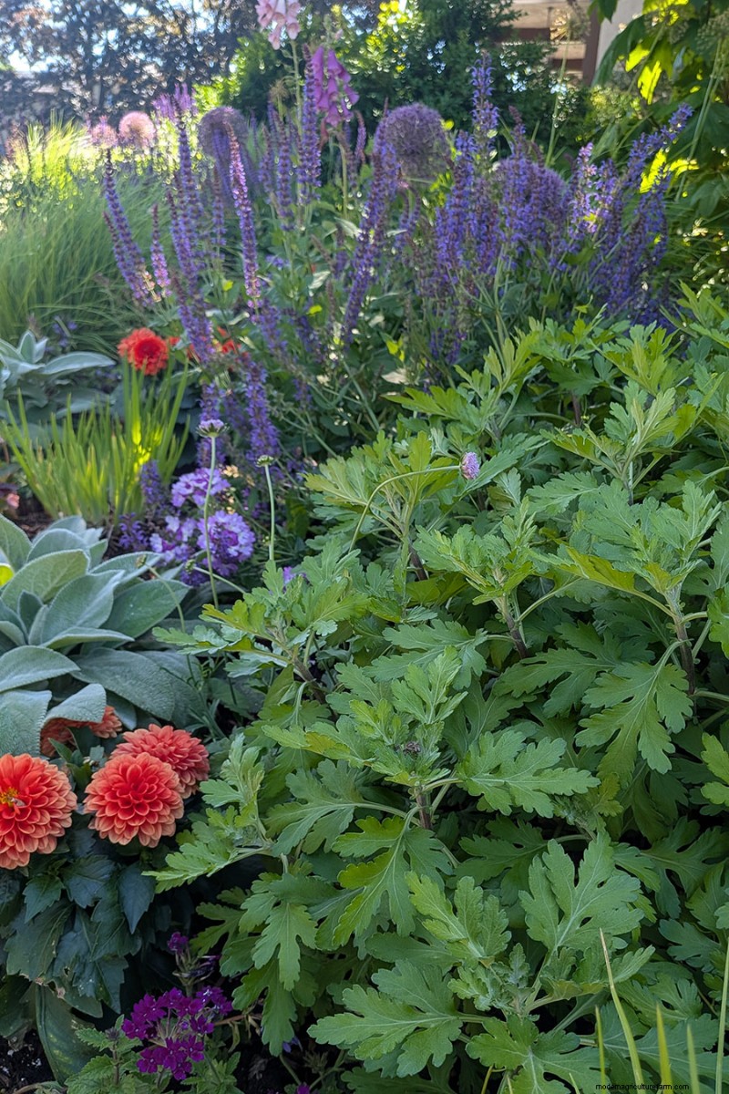 Jennifer Koch Pfeiffer :Maîtriser la couleur et la texture dans les jardins de Scarsdale 