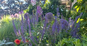 Jennifer Koch Pfeiffer:padroneggiare colori e texture a Scarsdale Gardens 
