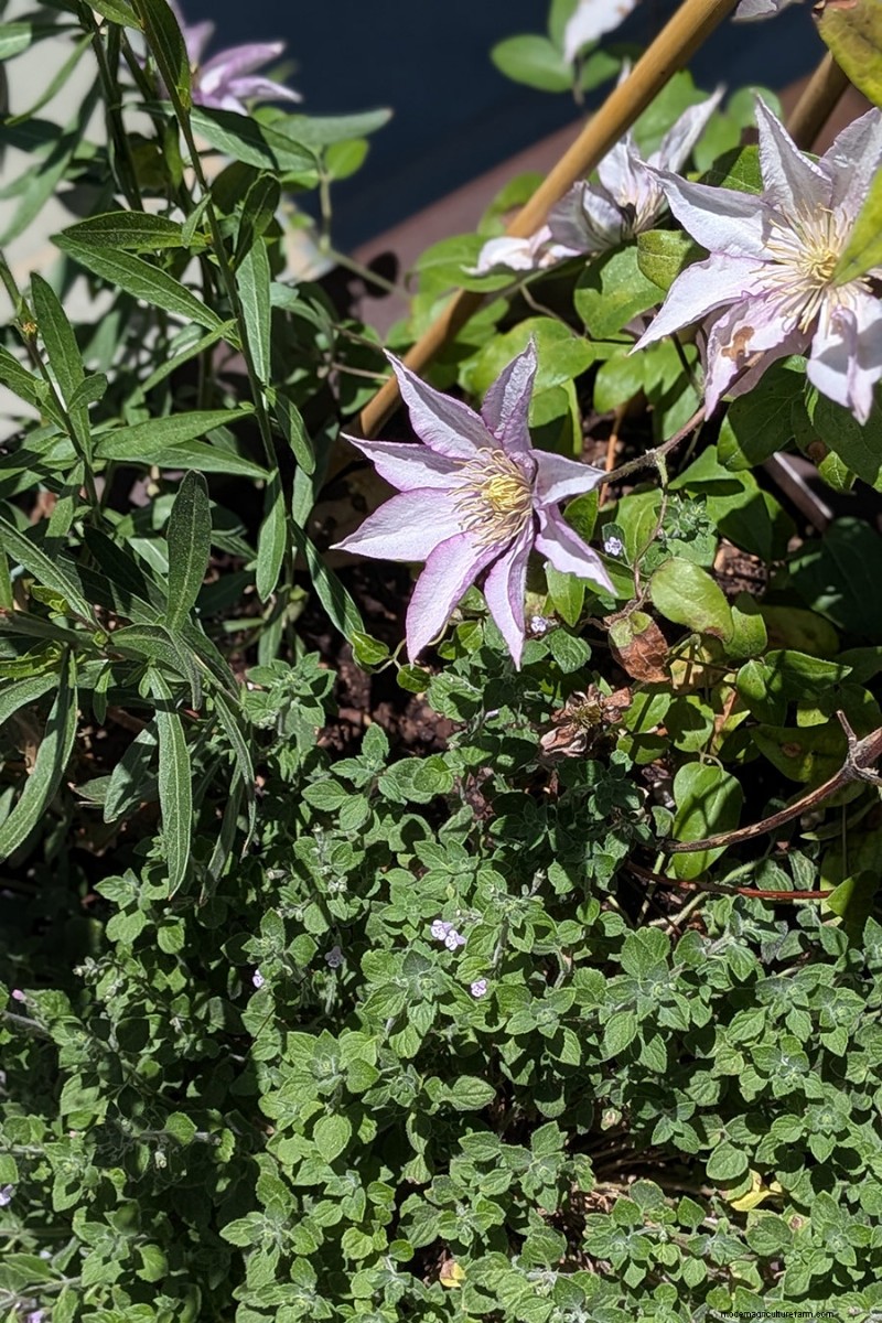 Jennifer Koch Pfeiffer :Maîtriser la couleur et la texture dans les jardins de Scarsdale 