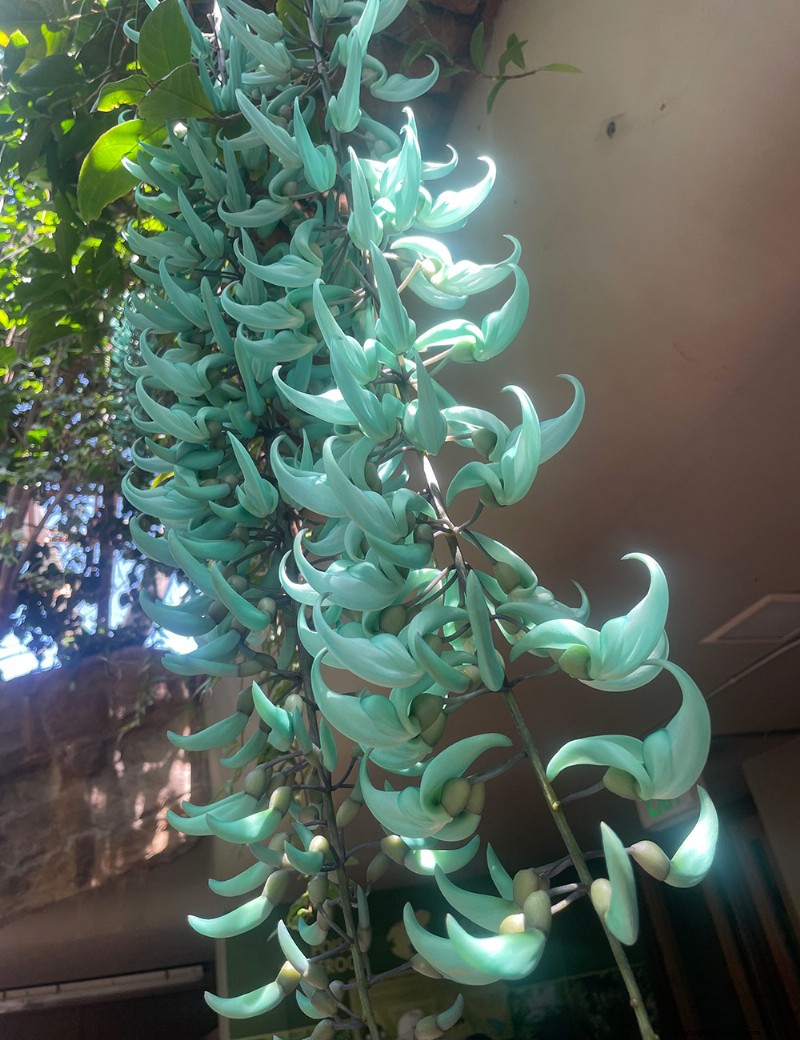 Explorer le conservatoire tropical Boettcher du jardin botanique de Denver :une oasis toute l année 