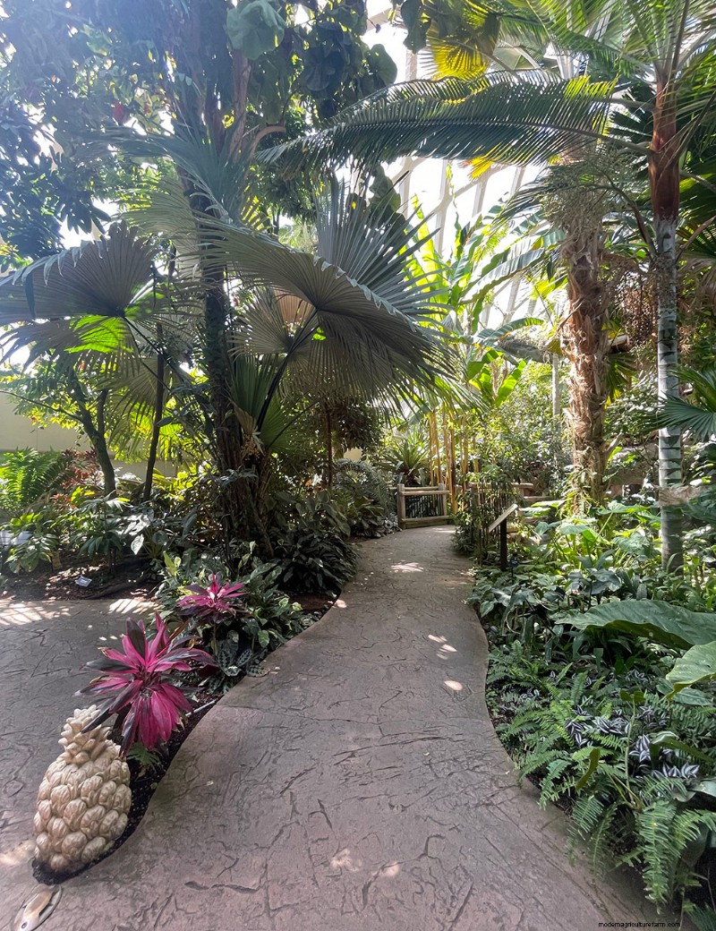 Explorer le conservatoire tropical Boettcher du jardin botanique de Denver :une oasis toute l année 