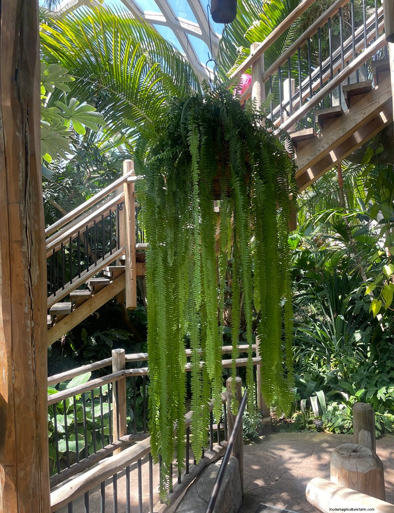 Explorer le conservatoire tropical Boettcher du jardin botanique de Denver :une oasis toute l année 