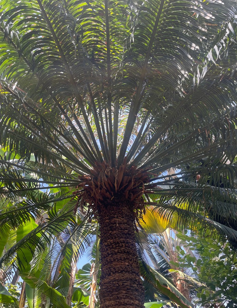 Explorer le conservatoire tropical Boettcher du jardin botanique de Denver :une oasis toute l année 