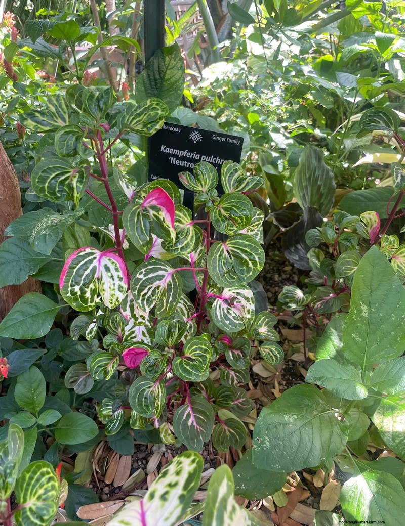 Explorer le conservatoire tropical Boettcher du jardin botanique de Denver :une oasis toute l année 