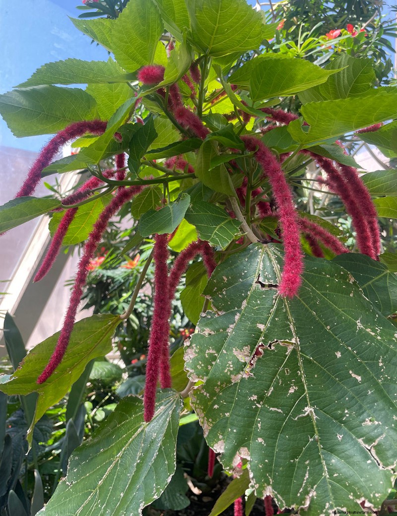 Explorer le conservatoire tropical Boettcher du jardin botanique de Denver :une oasis toute l année 