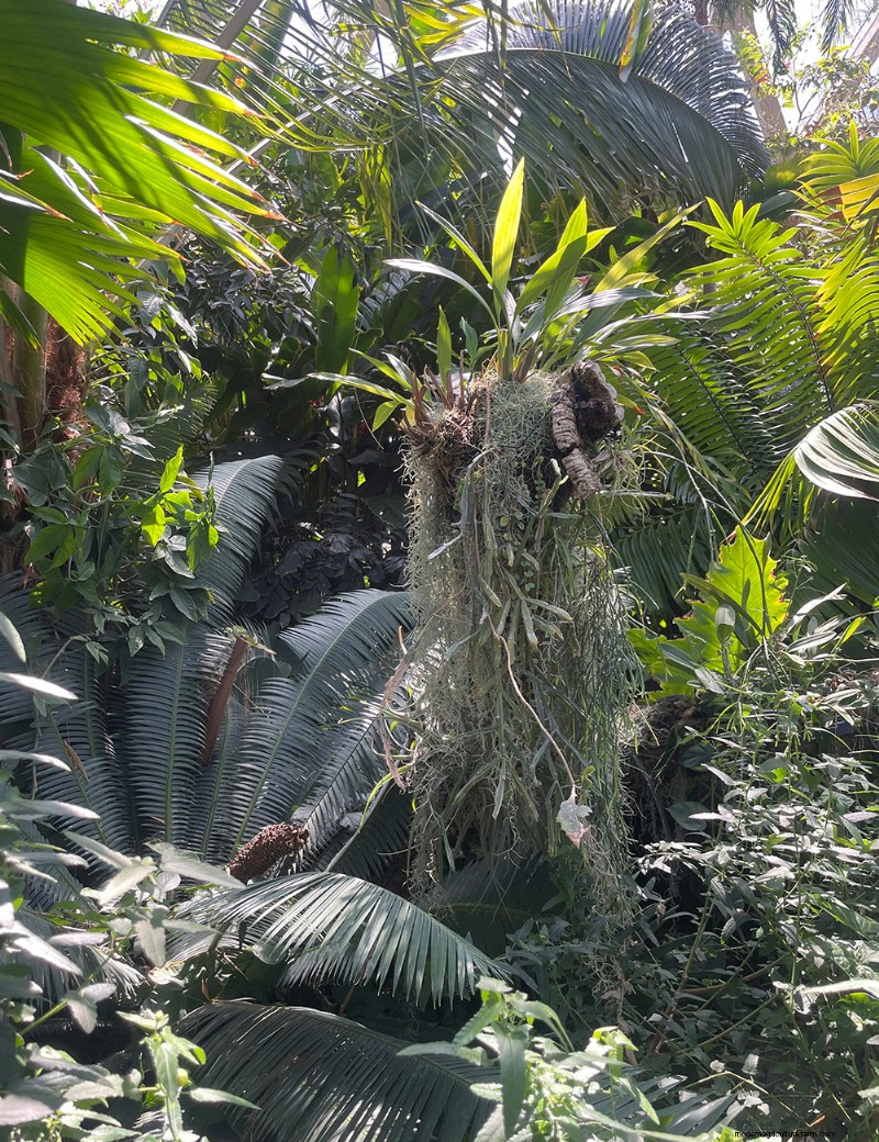 Explorer le conservatoire tropical Boettcher du jardin botanique de Denver :une oasis toute l année 