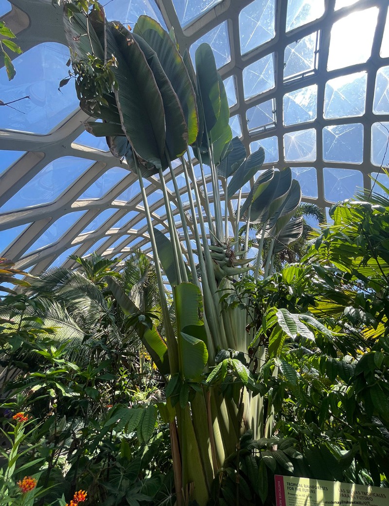 Explorer le conservatoire tropical Boettcher du jardin botanique de Denver :une oasis toute l année 