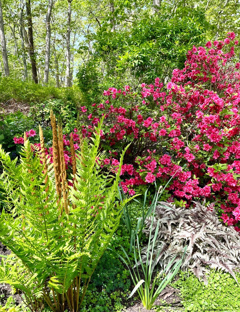 Le jardin printanier vibrant de Fran Watson sur Martha s Vineyard 