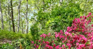 El vibrante jardín primaveral de Fran Watson en Martha s Vineyard 