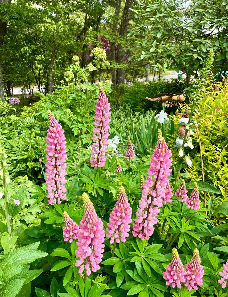 Le jardin printanier vibrant de Fran Watson sur Martha s Vineyard 