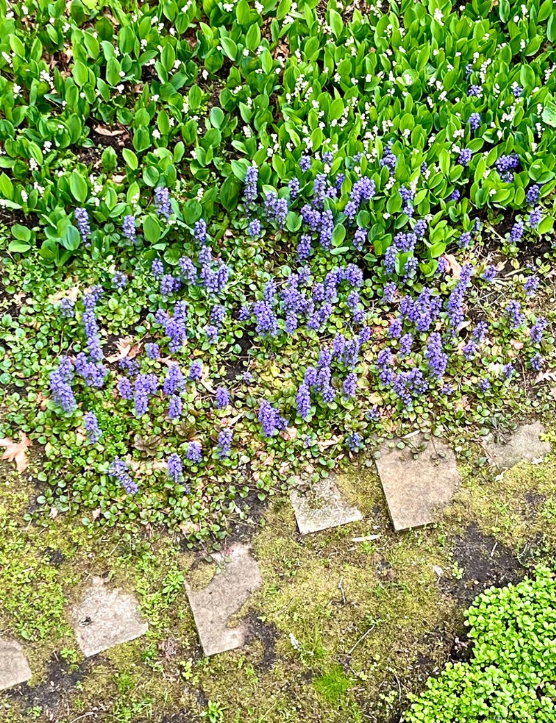 Le jardin printanier vibrant de Fran Watson sur Martha s Vineyard 