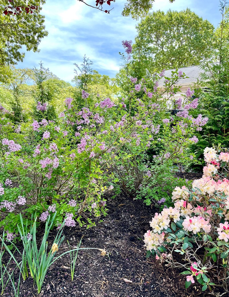 Le jardin printanier vibrant de Fran Watson sur Martha s Vineyard 