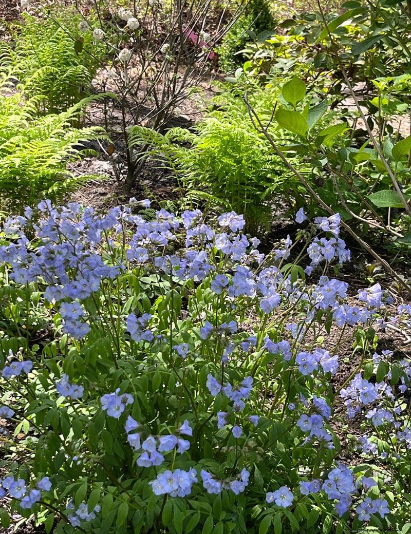 Le jardin printanier vibrant de Fran Watson sur Martha s Vineyard 