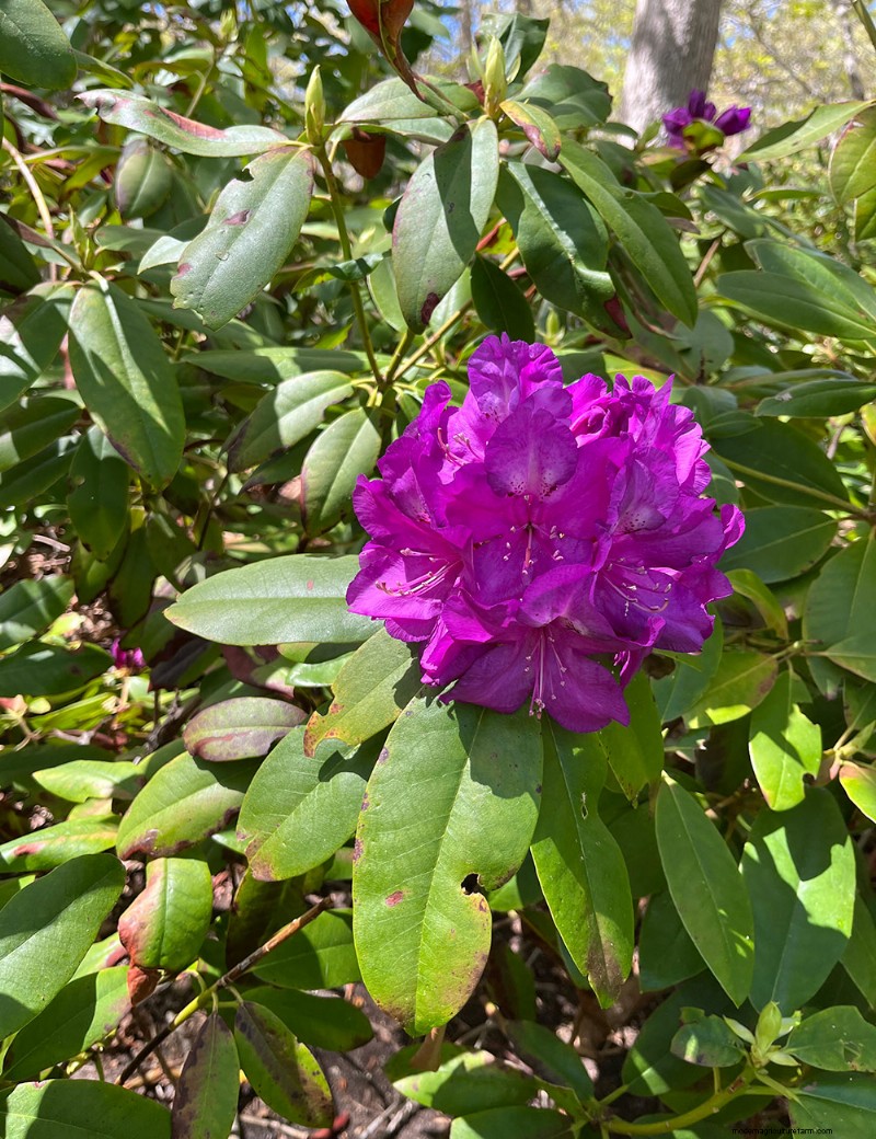 Le jardin printanier vibrant de Fran Watson sur Martha s Vineyard 