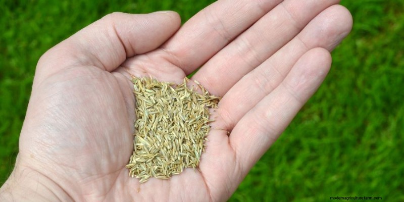 Maîtriser la croissance de l herbe sur les collines :techniques éprouvées pour le contrôle de l érosion et la réussite du gazon 
