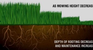 Low‑Input Strategies for a Healthier, Low‑Maintenance Lawn