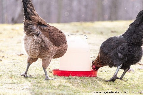 鶏の内部寄生虫:主な症状、診断、予防 