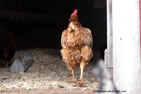 鶏の内部寄生虫:主な症状、診断、予防 